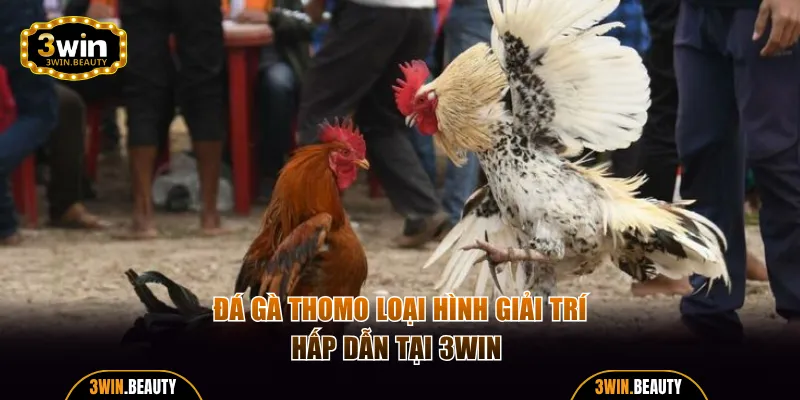 Đá gà Thomo loại hình cược hấp dẫn hiện nay