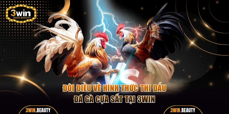 Đôi điều về hình thức thi đấu đá gà cựa sắt tại 3WIN