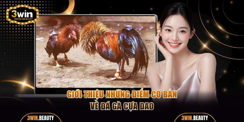 Giới thiệu những điểm cơ bản về đá gà cựa dao