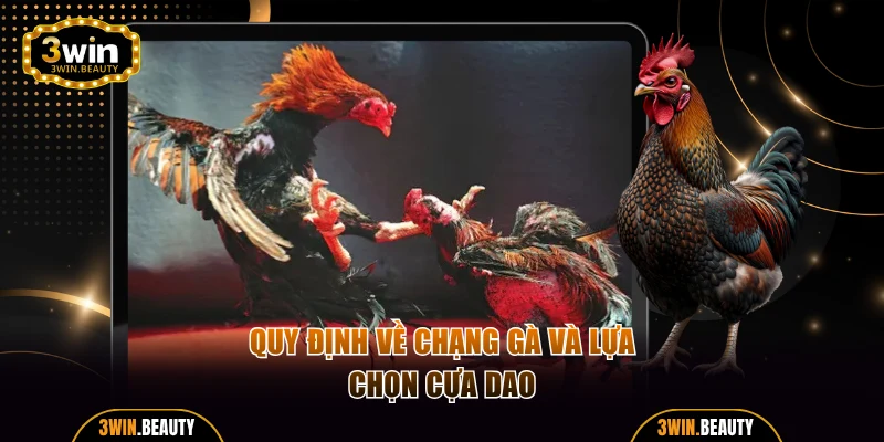 Quy định về chạng gà và lựa chọn cựa