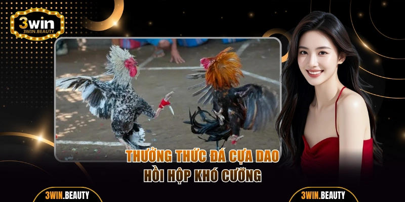 Thưởng thức màn đá cựa dao hồi hộp khó cưỡng