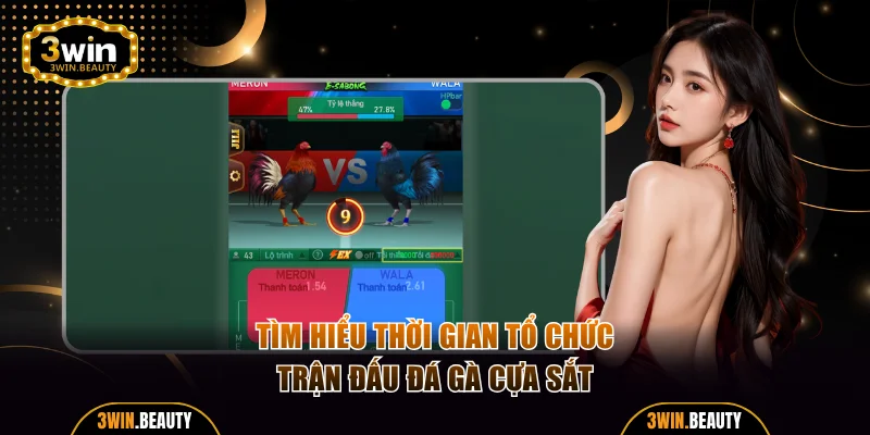 Tìm hiểu thời gian tổ chức trận đấu đá gà cựa sắt